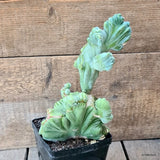 D5760 MYRTILLOCACTUS GEOMETRIZANS CRESTED pot12-H25-W15 cm MaMa Cactus Green Plant