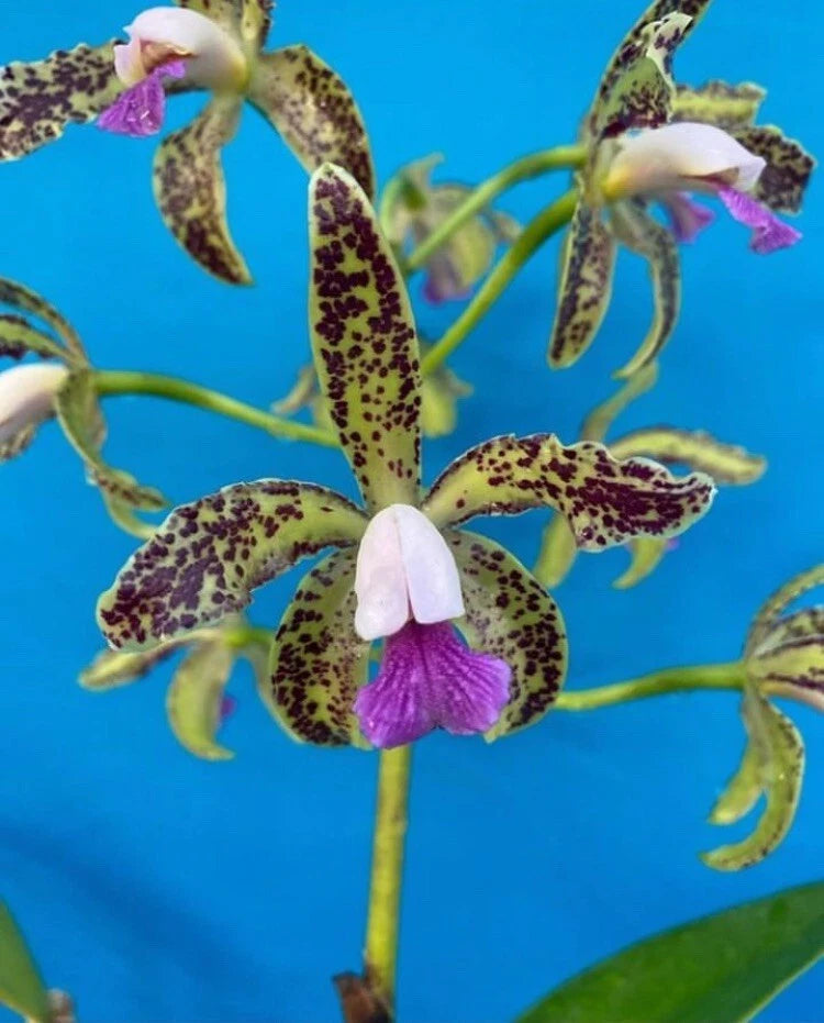 Spotted purple and white orchid flower with green stem and leaves