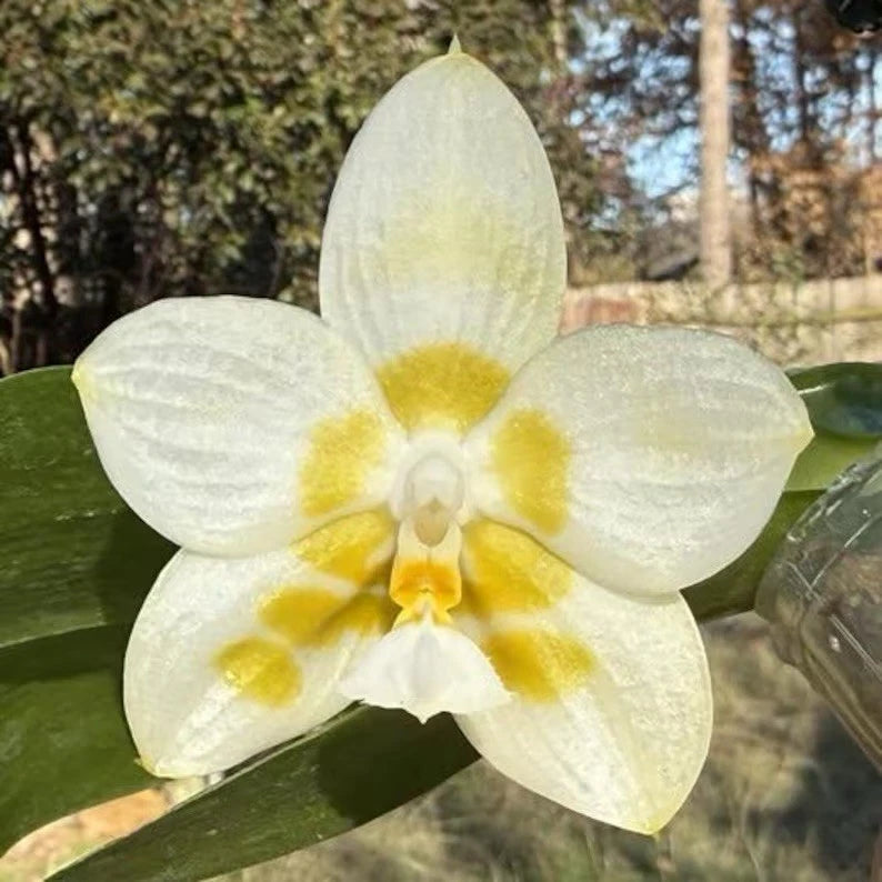 White and yellow orchid flower with five petals and a central lip