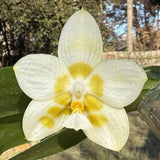 White and yellow orchid flower with five petals and a central lip
