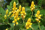 Cassia Alata 100 Seeds Golden Shrub Tree Perennial Butterfly Candlestick Flowers Flowering Plants