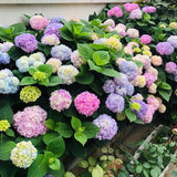 20PCS Hydrangea Seeds Perennial Garden Shrub Flowers Flower Bush Seeds Hydrangea