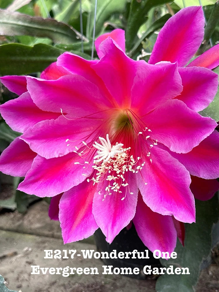 Pink orchid cactus flower in small starter pot, vivid magenta petals with white stamens