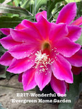 Rooted Epiphyllum Orchid Cactus ÒWonderful OneÓ Growing In 4Ó Starter pot. Orchids