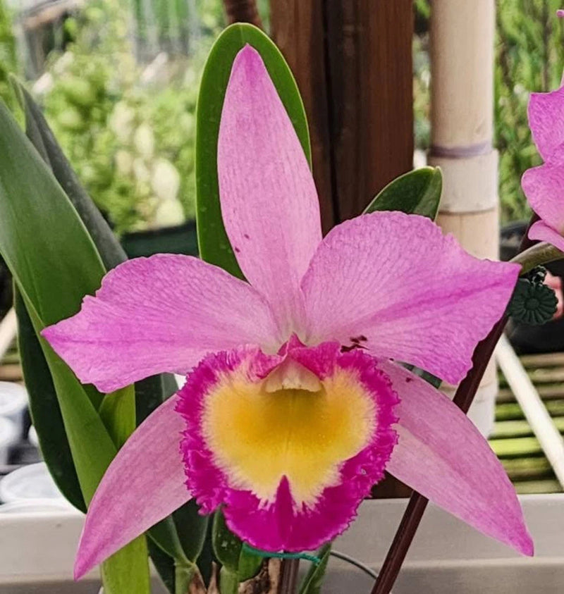 Pink orchid flower with yellow center and purple edges, on green leaves