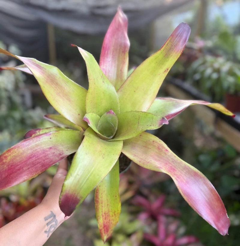 Live bromeliad plant with green rosette leaves and pink-red pointed tips