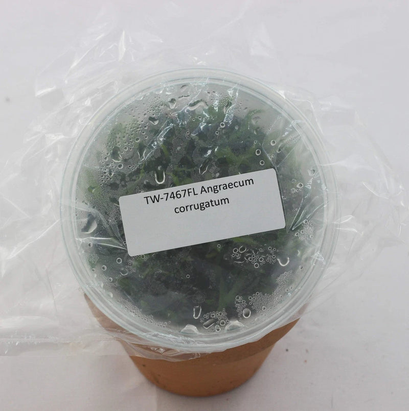 Orchid plant in clear container with white label, dense green leaves