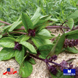 Basil Herb Seeds - Cinnamon Non-GMO Heirloom Garden Garden Plants
