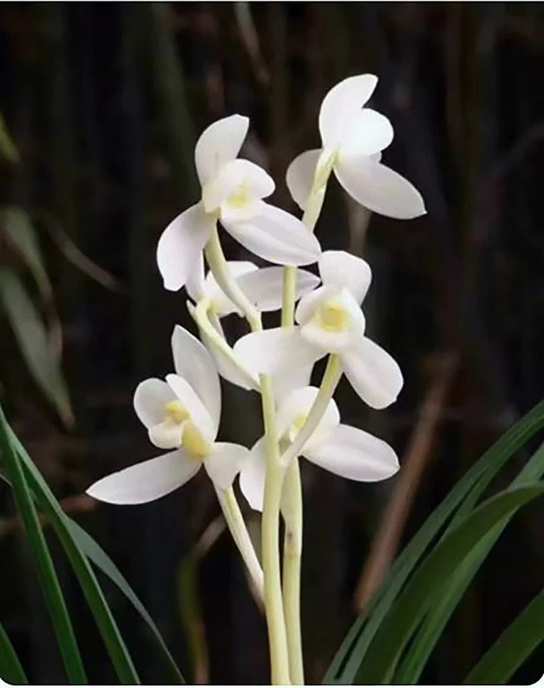 White orchid flower cluster with yellow centers and slender green stems