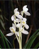 White orchid flower cluster with yellow centers and slender green stems