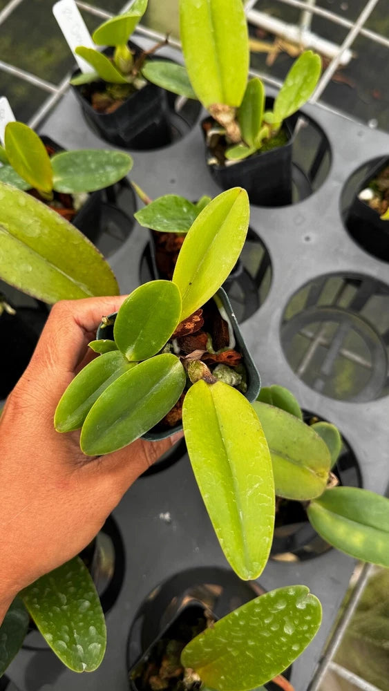 Green orchid plant with thick leaves in a small black nursery pot