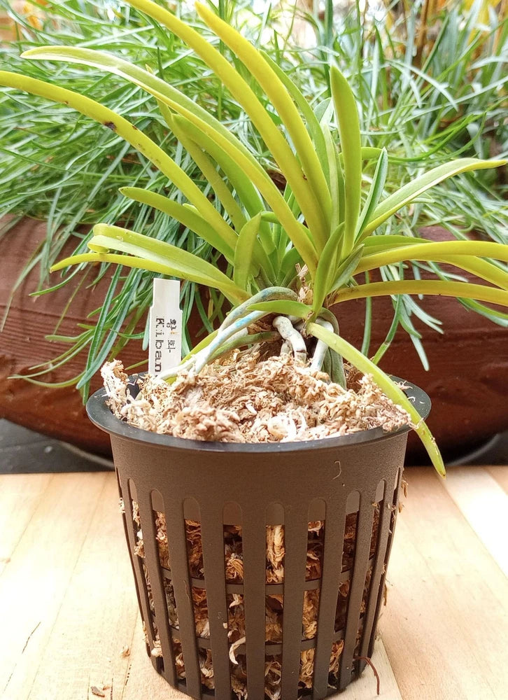 Neofinetia falcata orchid plant in brown slotted pot with long green leaves