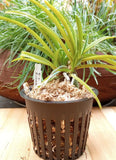 Vanda Neofinetia falcata Kibana __ __ Orchids