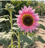 Rose Pink Sunflower Seeds Sunflower