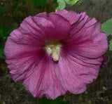 30+ GRAPE 11 FT TALL GIANT DANISH HOLLYHOCK  FLOWER SEEDS Flowering Plants