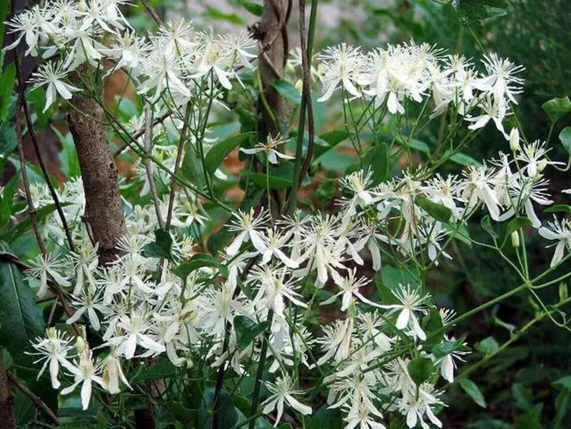 White clematis vine with star-shaped clustered blooms on green stems