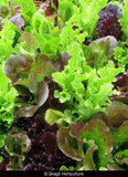 GOURMET SALAD BLEND LEAF LETTUCE 800 SEEDS FRESH FOR GARDENS Garden Plants