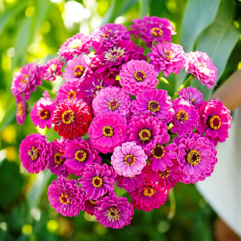 750+ ZINNIA PURPLE PRINCE SEEDS NON - GMO FRESH FOR YOUR FLOWER GARDENS Garden Plants
