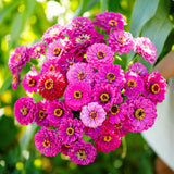 750+ ZINNIA PURPLE PRINCE SEEDS NON - GMO FRESH FOR YOUR FLOWER GARDENS Garden Plants