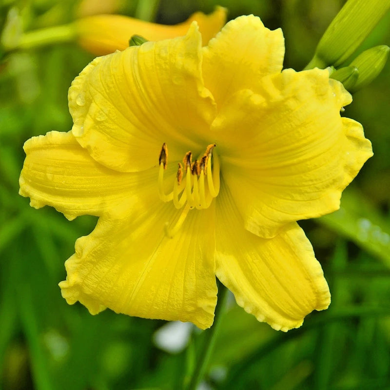 5 BIG TIME HAPPY DAYLILY SEEDS -   Hemerocallis 'Big Time Happy' -  ( Zone 2 ) Garden Plants