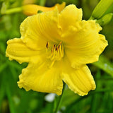 5 BIG TIME HAPPY DAYLILY SEEDS -   Hemerocallis 'Big Time Happy' -  ( Zone 2 ) Garden Plants