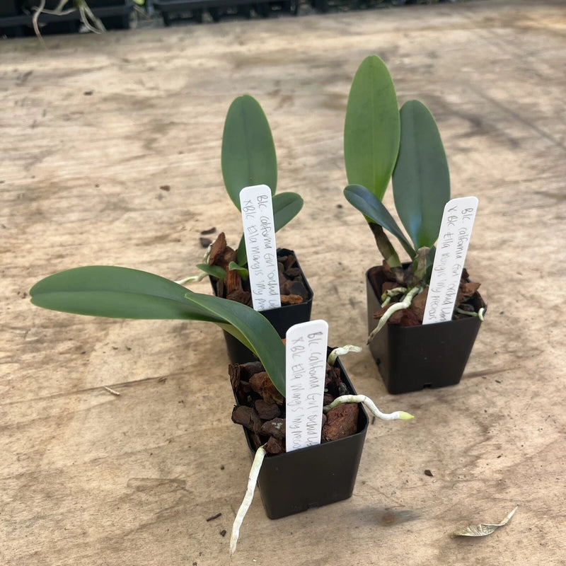 Potted orchid plants with green leaves in small black pots, with white plant tags