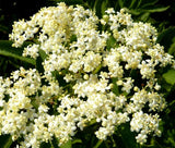 BUTTERFLY WEED WHITE Asclepias Incarnata - 200 Bulk Seeds Garden Plants