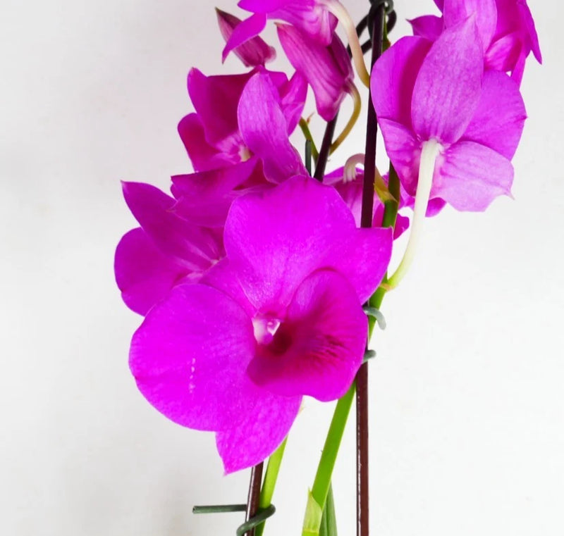 Pink orchid flower cluster on slender stems