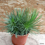 D177 AGAVE STRICTA NANA CLUSTER pot27-H37-W53 cm MaMa Cactus Green Plant