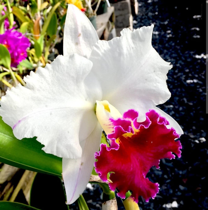 White and magenta fragrant orchid flowers with yellow center, live plant