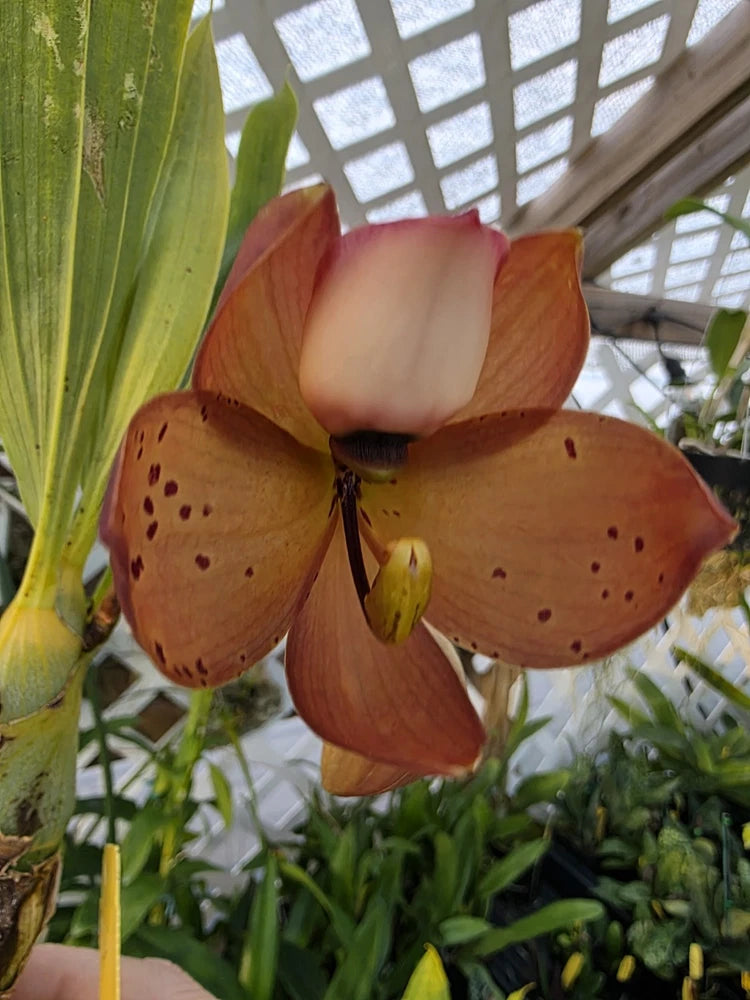 Orange-brown orchid flower with creamy center and speckled petals on green leaves