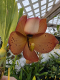 Orange-brown orchid flower with creamy center and speckled petals on green leaves