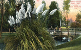 Pampas Grass East Lake Park Los Angeles California 1910 Postcard Pampas Grass