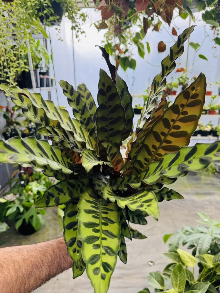 Rattlesnake plant with long, spotted dark-green leaves in a pot