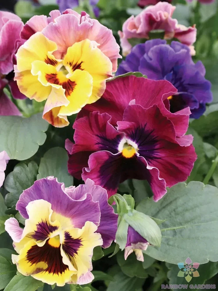 200+ Moulin Rouge Mix Pansy (Viola) Seeds for Garden - USA - FREE SHIPPING! Garden Plants
