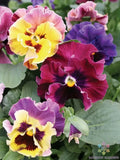 200+ Moulin Rouge Mix Pansy (Viola) Seeds for Garden - USA - FREE SHIPPING! Garden Plants