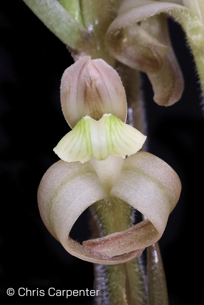 Pale cream orchid flower with curled petals and central green throat