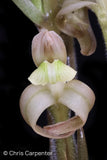 Sarcoglottis grandiflora Rare Orchid Species TERRESTRIAL Orchids
