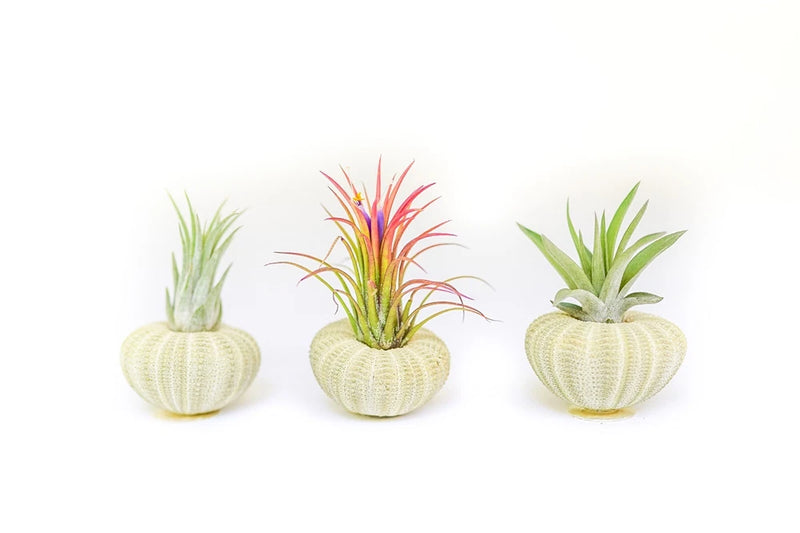 3 Pack Green Sea Urchins with Assorted Air Plants - Easy Care Tillandsia Green Plant