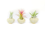 3 Pack Green Sea Urchins with Assorted Air Plants - Easy Care Tillandsia Green Plant
