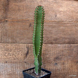 D7126 EUPHORBIA CANARIENSIS DARK pot10-H32-W5,5 cm MaMa Cactus Green Plant