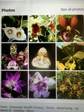 ORCHID PLANTS  30  bulbs stems division not marked not perfect Orchids