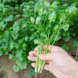 1000pcs Cilantro Seeds for Planting Ð Heirloom Coriander Herb for Outdoor Garden Garden Plants