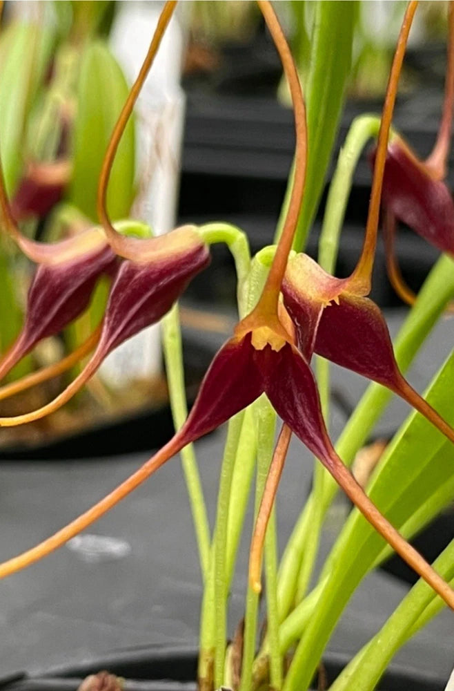Miniature orchid with maroon star-shaped blooms and green stems