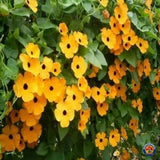 100 Black Eyed Susan Vine Seeds for Planting Exotic Garden Flowers Made in USA Flowering Plants