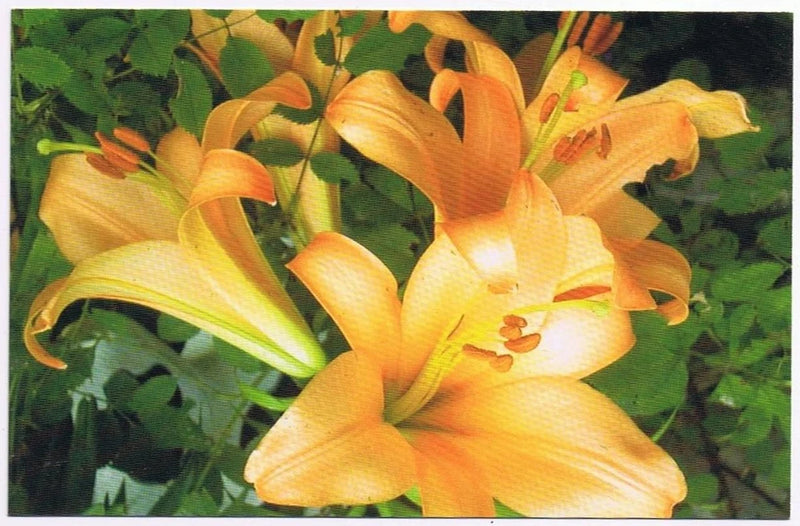 Yellow and orange lily flower postcard, close-up with orange-tipped petals