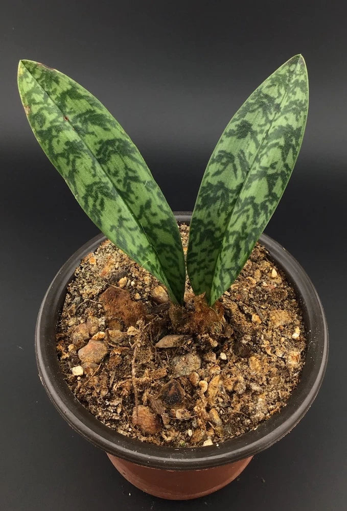 Oeceoclades maculata Leopard Orchid Rare Live Plant with Roots FREE SHIPPING Orchids
