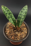 Oeceoclades maculata Leopard Orchid Rare Live Plant with Roots FREE SHIPPING Orchids