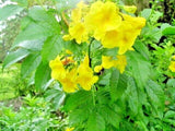 20 YELLOW BELLS SEEDS   (  ESPERANZA  ) -  Tecoma stans Garden Plants