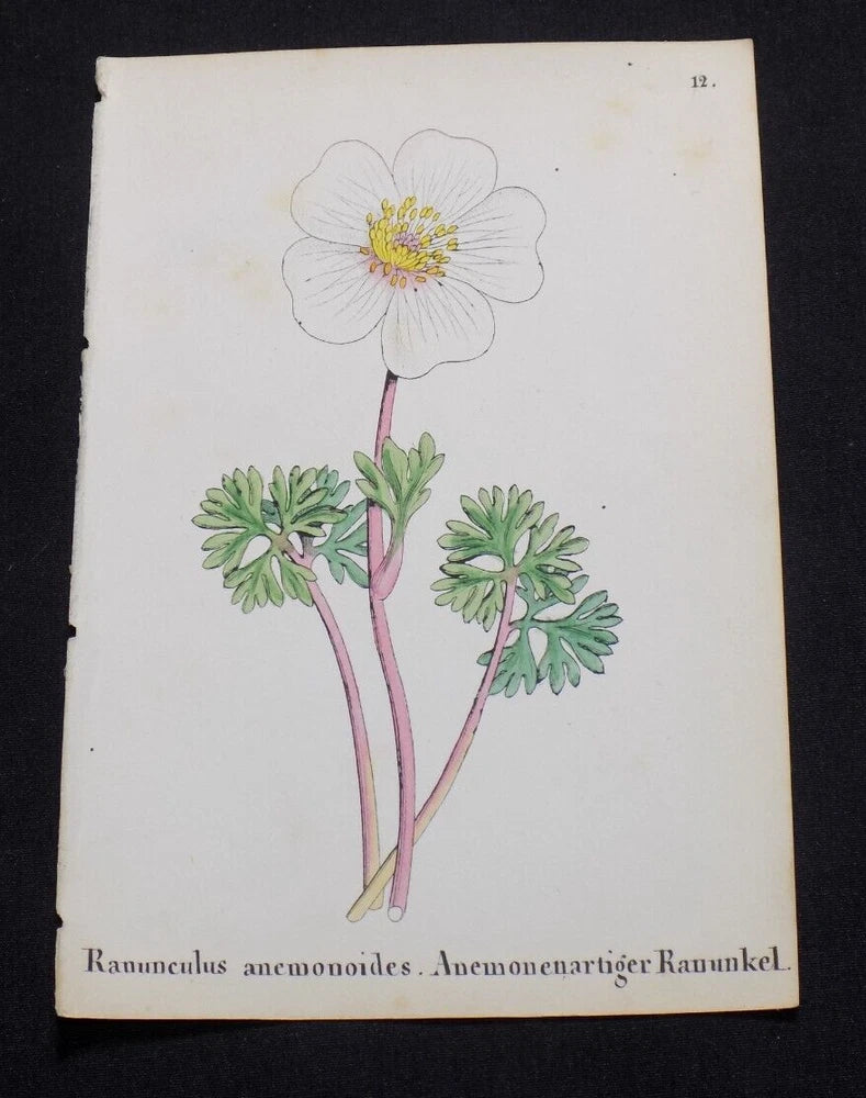 1867 ALPINE FLOWER Print  / YELLOW WOOD ANEMONE, or, RANUNCULUS ANEMONOIDES Ranunculus